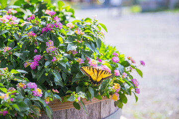 natural yellow butterfly isolated on the flower - Image