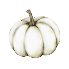 Pumpkin watercolor png clipart. White pumpkin watercolor illustration. Thanksgiving watercolor pumpkin.