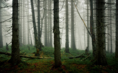 Karkonosze forest in the fog