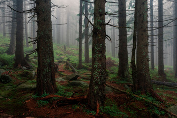 Karkonosze forest in the fog