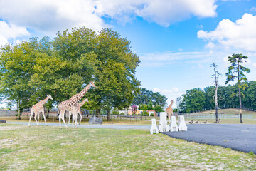 Giraffes in park,  Beautiful giraffe wildlife animals - Image