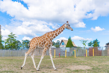 Giraffes in park,  Beautiful giraffe wildlife animals - Image