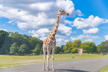 Giraffes in park,  Beautiful giraffe wildlife animals - Image