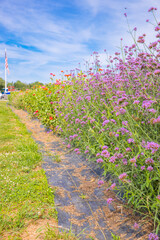 Beautiful colorful flowers blooming in garden - Image