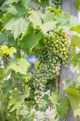 Close up of grapes hanging on branch. Hanging grapes. Grape farming. Grapes farm. Tasty green grape bunches hanging on branch. Grapes. With Selective Focus on the subject. - Image
