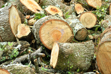 Troncos de Arboles cortados. Concepto de proteccion ambiental, cuidado de bosques y recursos naturales.