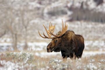 Bull Moose in the Sage