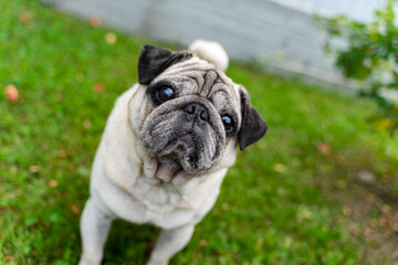 An old pug looking at the top in a green meadow. Good quality photos