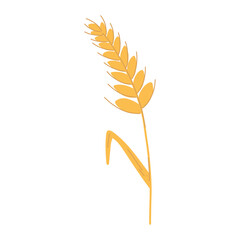 Wheat ear spikelet with grains in cartoon flat style. Vector illustration of cereal grain stem, rye ear, organic vegetarian food for backery, flour production or packaging design