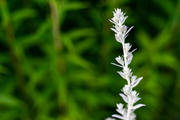 Artemisia ludoviciana copy spase. Vegetable background macro texture Photo of good quality