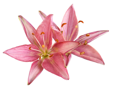 Two coral lily flowers isolated on white