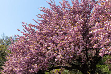 Blooming trees in Botanical Garden in spring season. Sunny day and nature