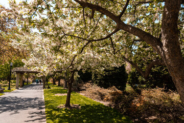 Obraz premium Blooming trees in Botanical Garden in spring season. Sunny day and nature