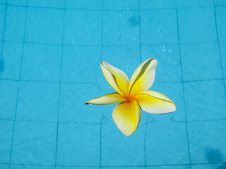 frangipani flower in pool