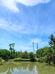 fish pond among the rice field under the blue sky
