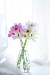 Daisies in a glass vase. White background. Pink and white garden flowers.