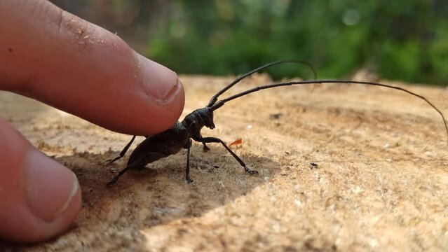 human finger stroking back of lumberman woodcutter. Massage in forest. Friendship with insects. Obedient beetle. Communication with nature. Friendly longhorn beetle. Insect with long whiskers