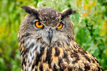 great horned owl