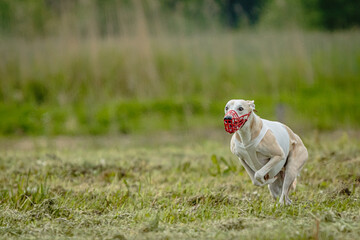 Whippet dog in white shirt running and chasing lure in the field on coursing competition