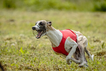 Whippet dog in red shirt running and chasing lure in the field on coursing competition