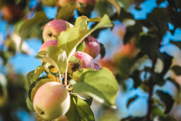 A juicy ripe pink apple with dew drops in the rays of sunlight