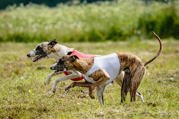 Obraz na płótnie Canvas Whippet dogs in red and white shirts running and chasing lure in the field on coursing competition