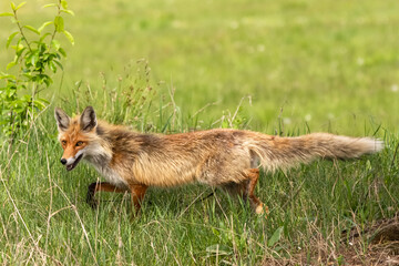 Red fox - Vulpes vulpes, in green grass. Photo from Biebrza National Park in Poland.