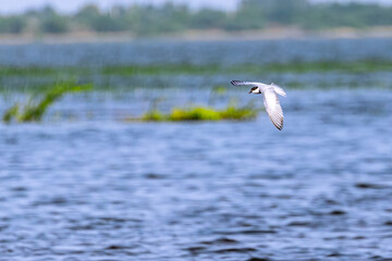 Whiskered tern flying over a lake