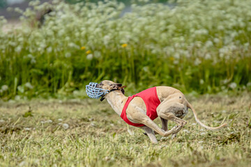 Whippet dog in red shirt running and chasing lure in the field on coursing competition