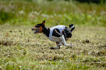 Basenji dog in white shirt running and chasing lure in the field on coursing competition
