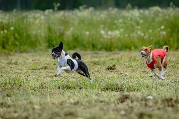 Fototapeta na wymiar Basenji dogs in red and white shirts running and chasing lure in the field on coursing competition