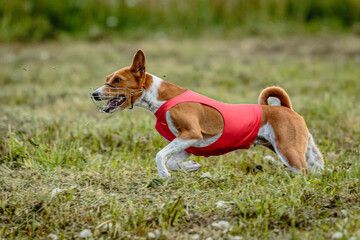 Basenji dog in red shirt running and chasing lure in the field on coursing competition