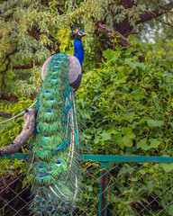Obraz premium A Peacock resting on a fence