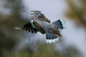 White-Winged Dove (Zenaida asiatica) in Flight