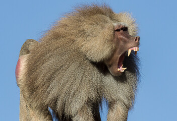Adult male Sacred Baboon with an open mouth and large teeth. Isolated on blue sky background