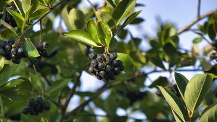 Fototapeta Aronia to nie tylko atrakcyjny krzew owocowy, ale też ciekawa roślina ozdobna. Jej zielone liście jesienią przebarwiają się na piękny, intensywnie pomarańczowo-czerwony kolor obraz