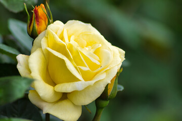 żółta róża jest symbolem przyjaźni, radości i ciepła. Na Dalekim Wschodzie żółta róża symbolizuje mądrość i siłę - obrazy, fototapety, plakaty