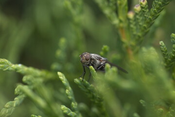 fly on a green leaf