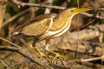 Little bittern or common little bittern - Ixobrychus minutus hidden among branches. Photo from Danube Delta in Romania.