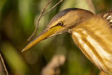 Portrait of little bittern or common little bittern - Ixobrychus minutus with brown green background. Photo from Danube Delta in Romania.