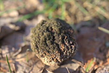 An old, moldy, rotten plum that fell to the ground.