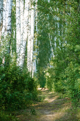 beautiful path in the forest. Birch