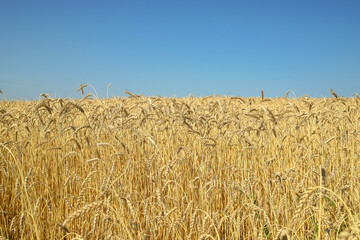 Wheat field and blue sky as a background
