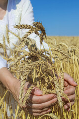 Woman holding ears of wheat between her palms. Harvest festival concept