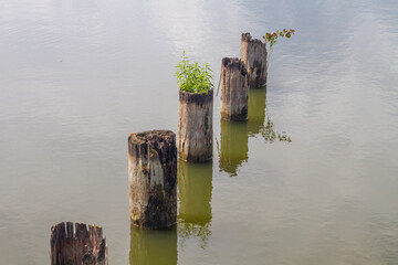 The remains of a destroyed old wooden bridge across the river, dilapidated logs driven into the water of the reservoir