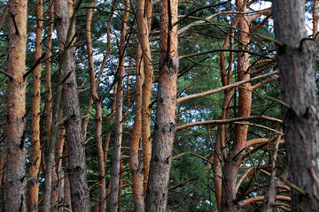 pine forest during the day, tree branches in the forest