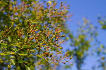 Buds of unopened roses against the blue sky, many rosebuds on the trellis