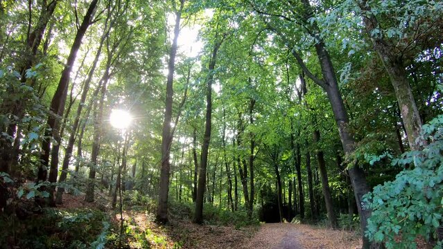 Ehrenberg Sonne durch B&auml;ume