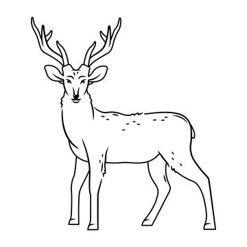 A cute deer stands on a white background. Vector illustration with cute forest animals outline image