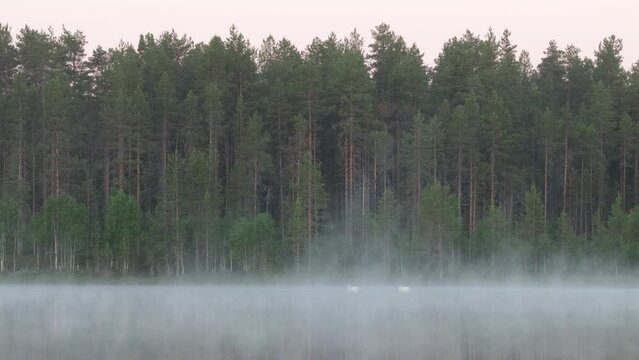 Whooper swan family swimming on a misty morning lake near Kuusamo, Northern Finland